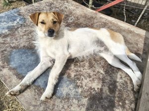 Adopter : Virga