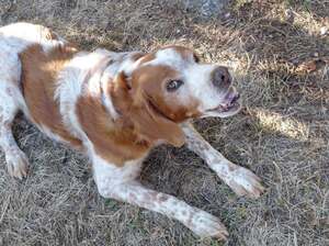 Adopter : Loupiot