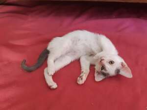 Adopter : Calinou 