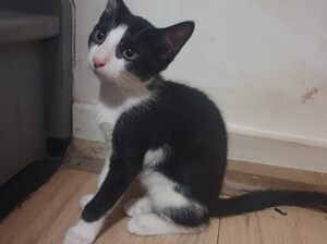 Adopter : Six