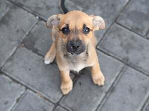 Adopter : Shanka