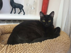 Adopter : Marie-Oceane 