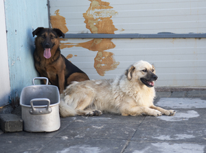 Adopter : Jango