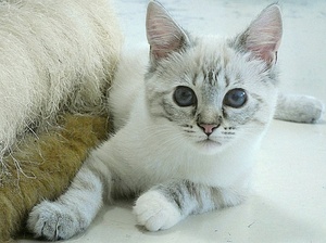 Adopter : Hawaï