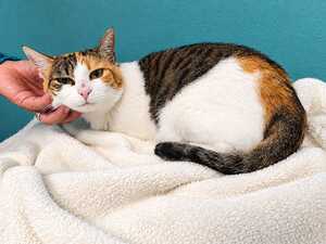 Adopter : Palinka