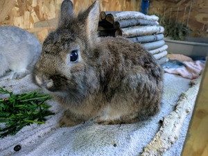 Adopter : Panky