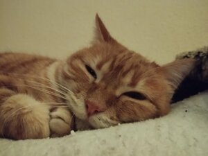 Adopter : Sicaru
