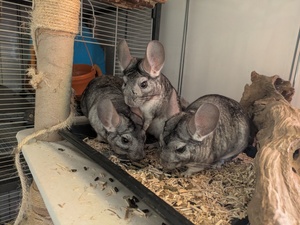 Adopter : Ekoko, Huari & Kolash 