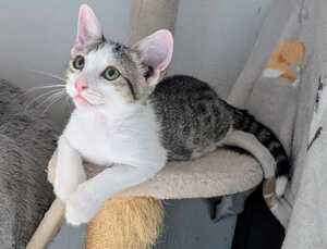 Adopter : BAYA