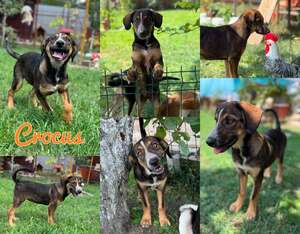 Adopter : CROCUS