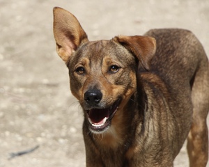 Adopter : Luniz