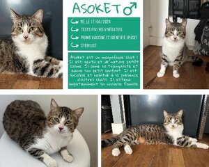Adopter : Asoket