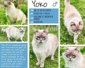 Adopter : Yoko