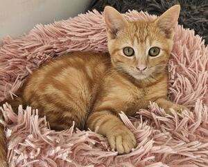 Adopter : Bidule