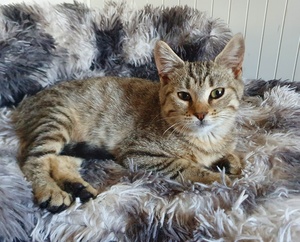 Adopter : Brume