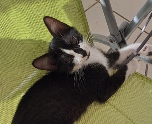 Adopter : Emma