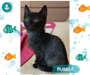 Adopter : Bubble