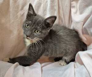 Adopter : TOMMY
