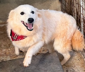 Adopter : Bagel