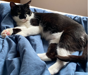 Adopter : AZUKA