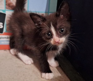 Adopter : Héra