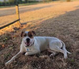 Adopter : Tcheky