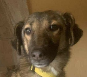 Adopter : Robbie