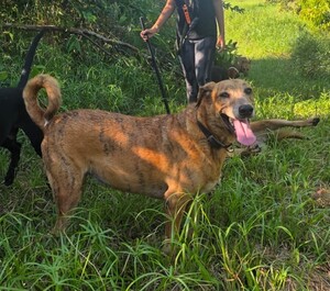Adopter : browny