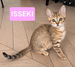 Adopter : ISSEKI