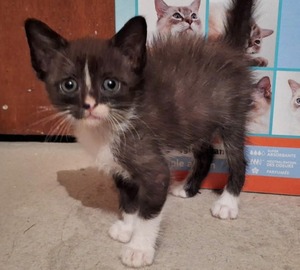 Adopter : Freya