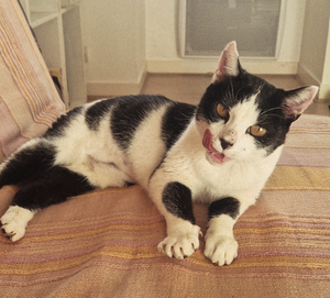 Adopter : Thémis