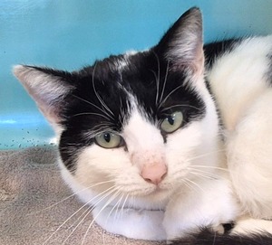 Adopter : Sofia