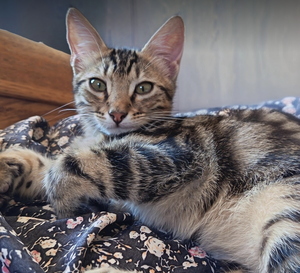 Adopter : ZIGGY