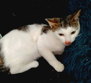 Adopter : River