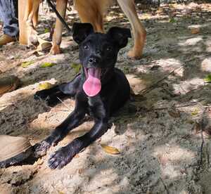 Adopter : Ono