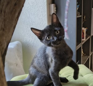 Adopter : Beauté