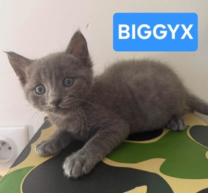 Adopter : Biggyx 