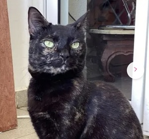 Adopter : Asträlya 