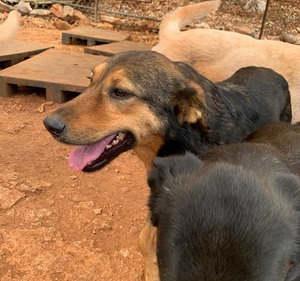 Adopter : Hershey