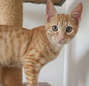 Adopter : Buggy