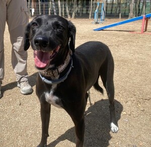 Adopter : Yeni