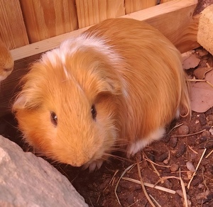 Adopter : Saba