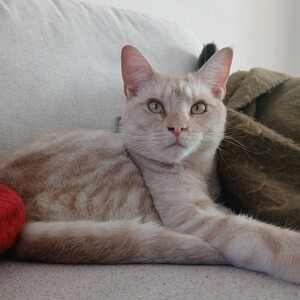 Adopter : Wink