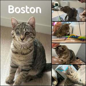 Adopter : Boston