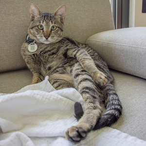 Adopter : Mahzuz
