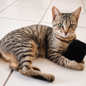 Adopter : YUMI