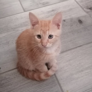 Adopter : LEO