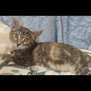 Adopter : ZELDA