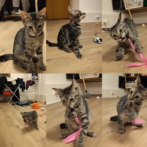 Adopter : Bambou 