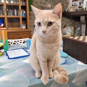 Adopter : Yokaï